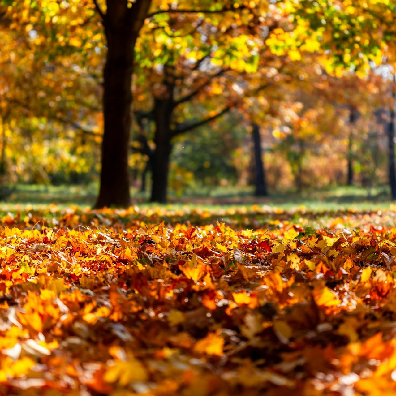 Fall leaves on the ground in Indiana