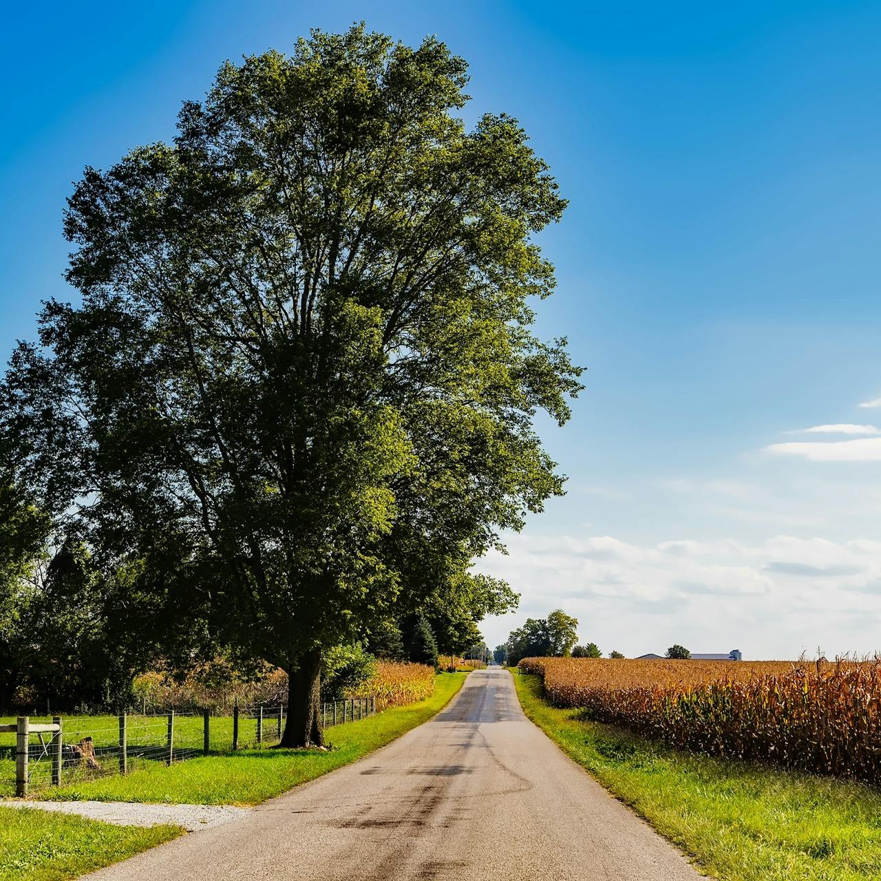 Indiana road with corn field in Autumn