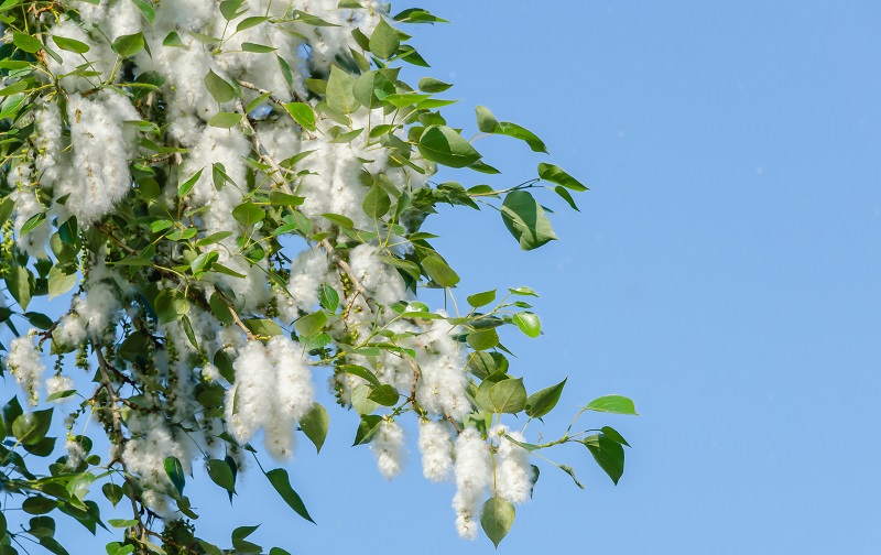 cottonwood tree blowing cotton